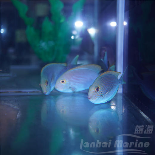 西瓜吊 商品图1