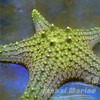 正海星 商品缩略图1