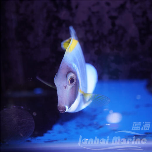 粉蓝吊 商品图2