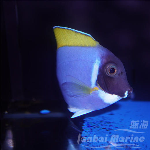 粉蓝吊 商品图5