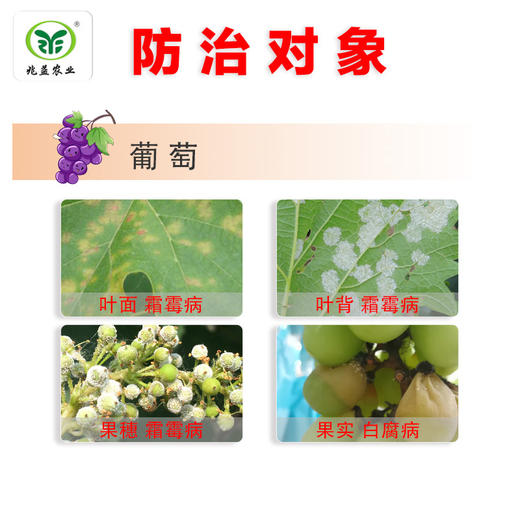 百泰 防治葡萄霜霉病、白腐病，杀菌范围广 商品图1