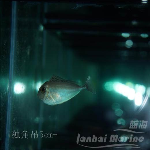 独角吊 商品图3