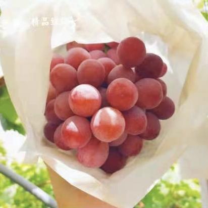 南国吐鲁番精品红提 商品图1