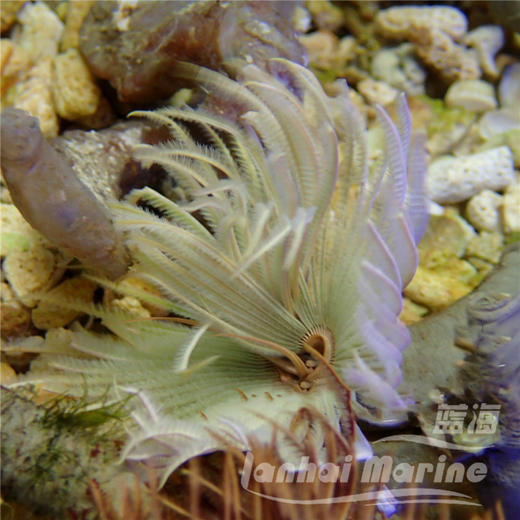 羽毛软管虫 商品图12
