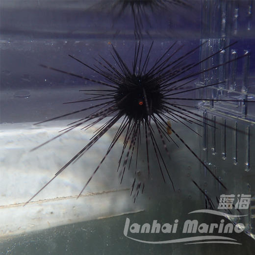 长刺海胆 商品图2