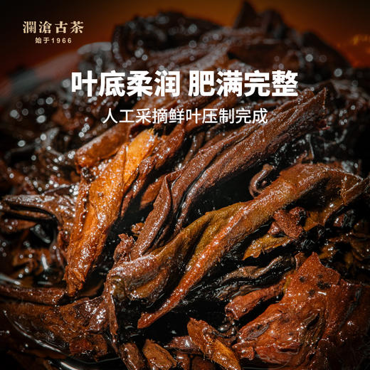 澜沧古茶2021年0081普洱茶熟茶熟普古树老树云南七子茶饼茶叶357g 商品图1