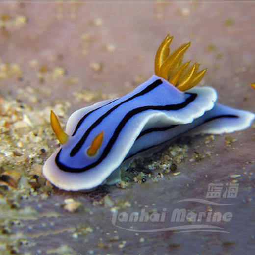彩色海兔 商品图9