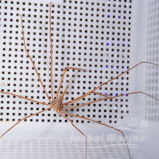 美国蜘蛛蟹/箭蟹 商品图2