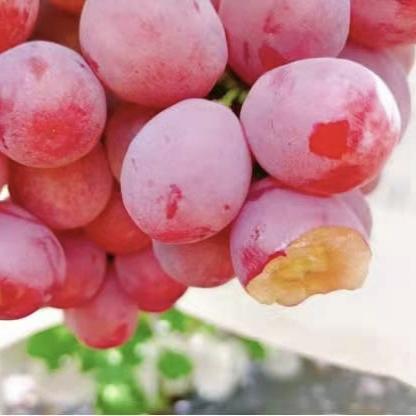 南国吐鲁番精品红提 商品图0