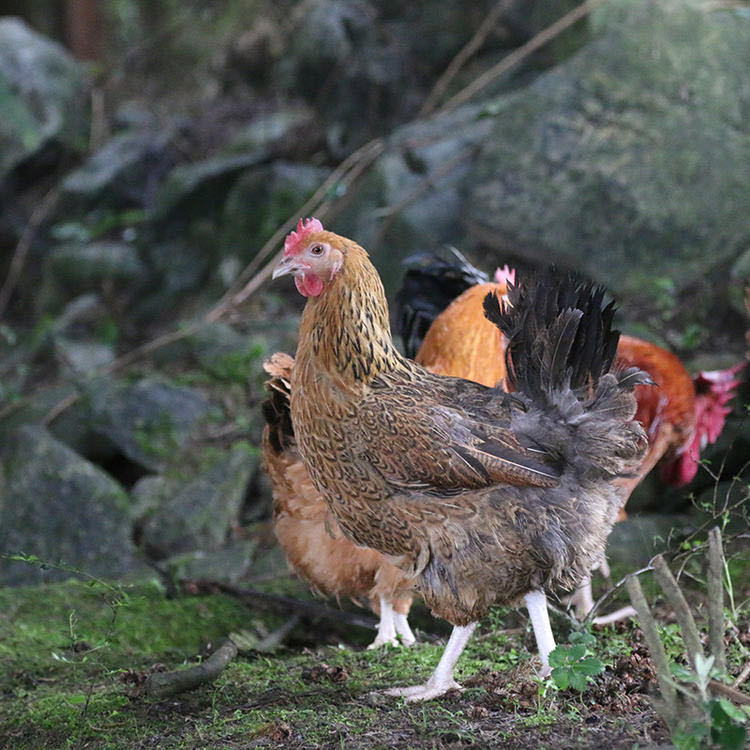 花秋土鸡老母鸡【冷链配送】