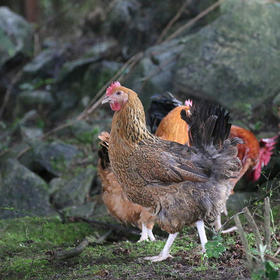 花秋土鸡老母鸡【冷链配送】