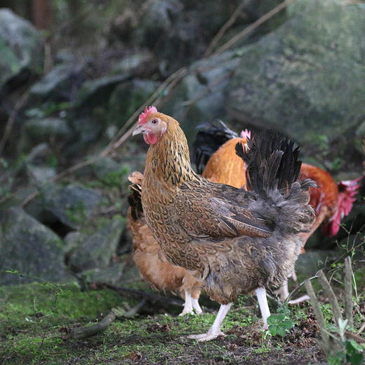 花秋土鸡老母鸡【冷链配送】 商品图0