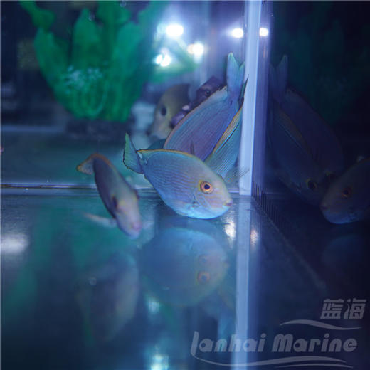 西瓜吊 商品图2