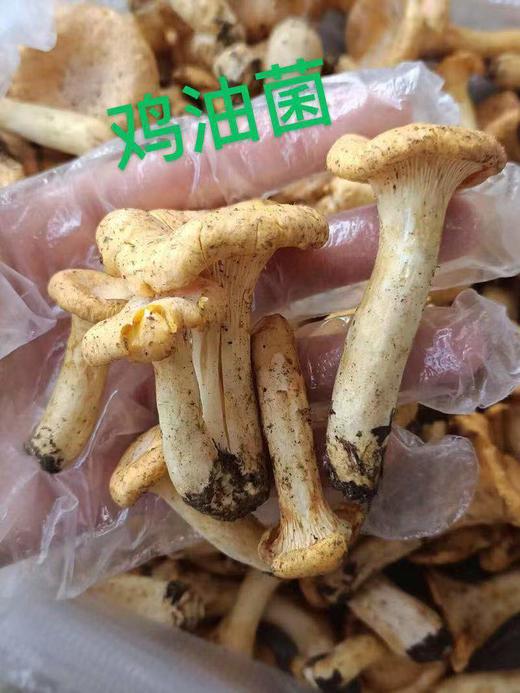 【众多米其林中餐厅同款】2026云南野山菌集合 一大口甄选 | 不定期更新菌子 商品图8