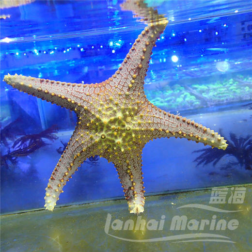 正海星 商品图2