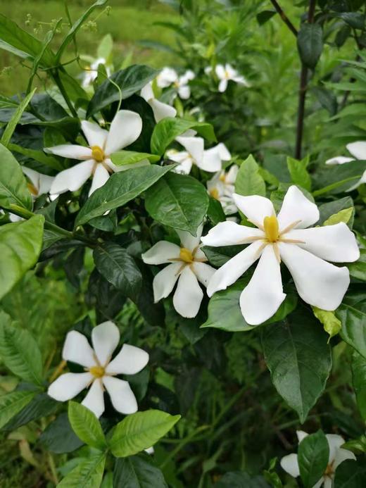 野生栀子‬‬花纯露/500ml 商品图1