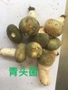【众多米其林中餐厅同款】2026云南野山菌集合 一大口甄选 | 不定期更新菌子 商品缩略图5