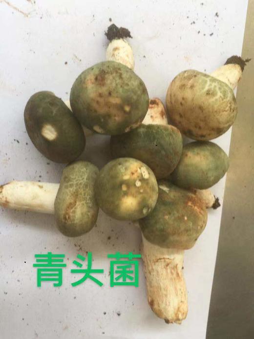 【众多米其林中餐厅同款】2026云南野山菌集合 一大口甄选 | 不定期更新菌子 商品图5