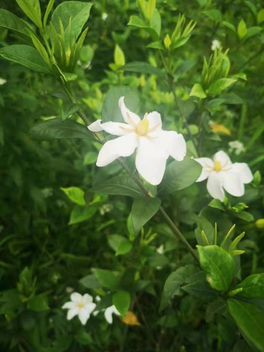 野生栀子‬‬花纯露/500ml 商品图2