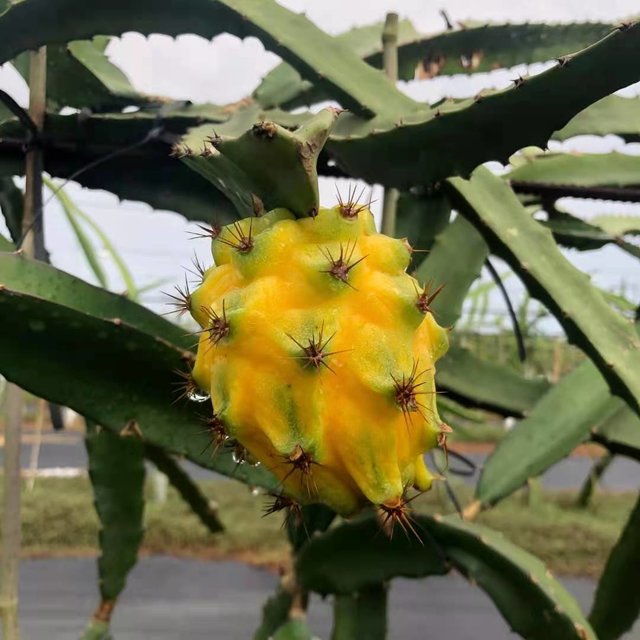 【顺丰包邮】】海南燕窝果，香甜可口，营养美味！【基地直邮】