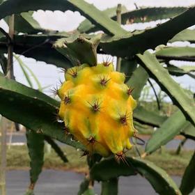 【顺丰包邮】】海南燕窝果，香甜可口，营养美味！【基地直邮】