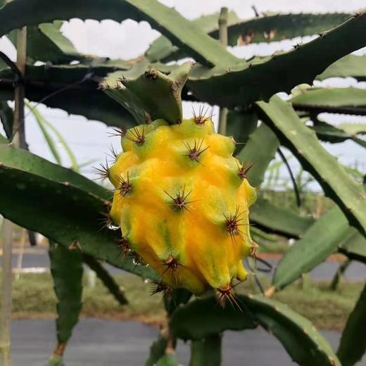 【顺丰包邮】】海南燕窝果，香甜可口，营养美味！【基地直邮】 商品图0