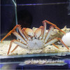 闪电蟹/电光蟹 商品缩略图1