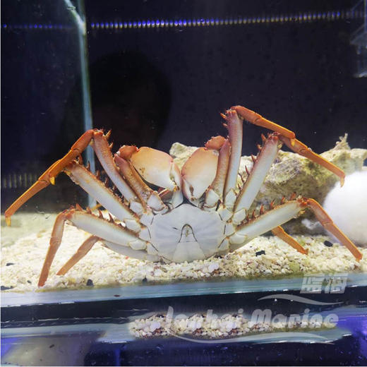 闪电蟹/电光蟹 商品图1