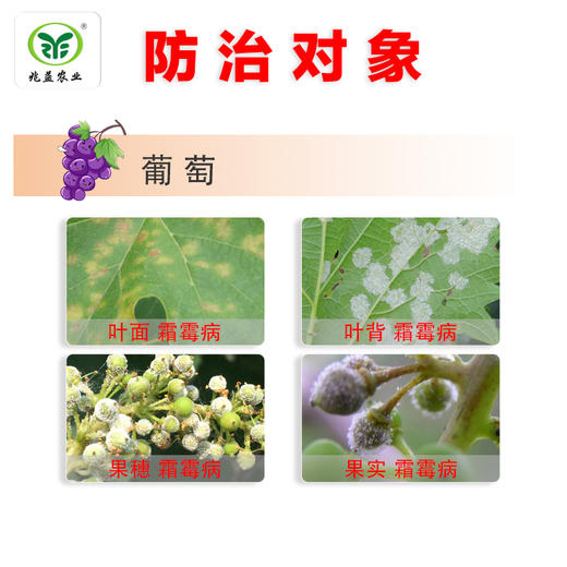 银法利  氟菌·霜霉威 防治葡萄霜霉病，疫病病，黑胫病等 商品图1