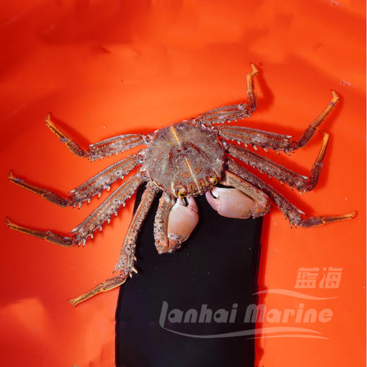 闪电蟹/电光蟹 商品图2