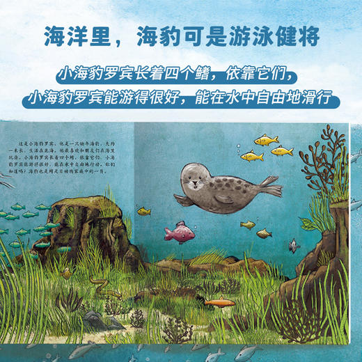 德国环保科普绘本（小蜜蜂+小海豹）（共2册） 商品图6