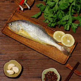 野性生态放养大黄鱼