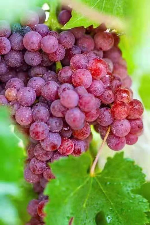 【限时秒杀】新疆玻璃脆无籽葡萄 小粒脆嫩 清脆香甜 爽口不腻人 冷藏