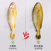 野性生态放养大黄鱼 商品缩略图5
