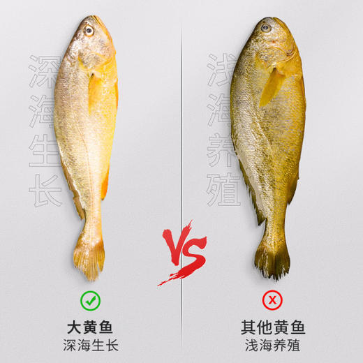 野性生态放养大黄鱼 商品图5