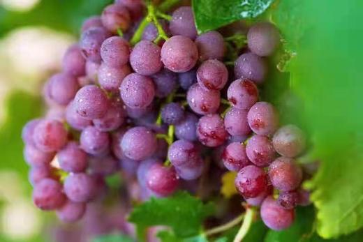 【限时秒杀】新疆玻璃脆无籽葡萄 小粒脆嫩 清脆香甜 爽口不腻人 冷藏