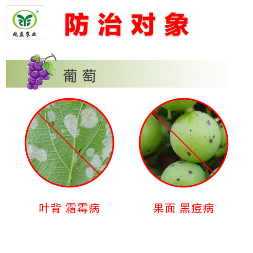 美国杜邦-阿砣   属甲氧基苯烯酸类杀菌剂，线粒体呼吸抑制剂。光谱性内吸杀菌剂，活性较强 商品图1