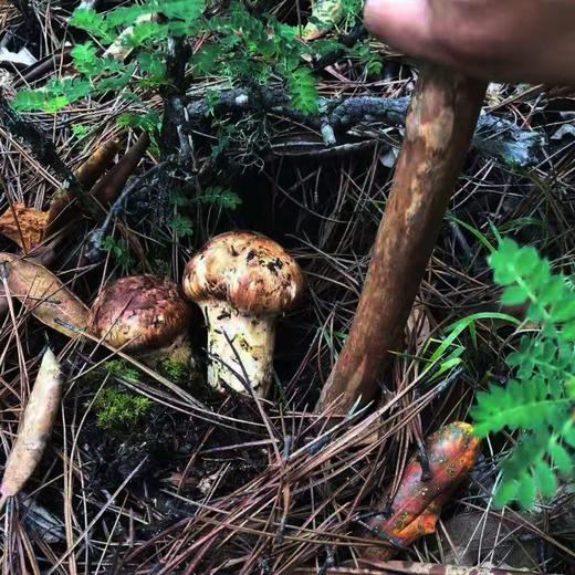 云南香格里拉精品松茸【2斤】菌中之王，口感鲜嫩 商品图2