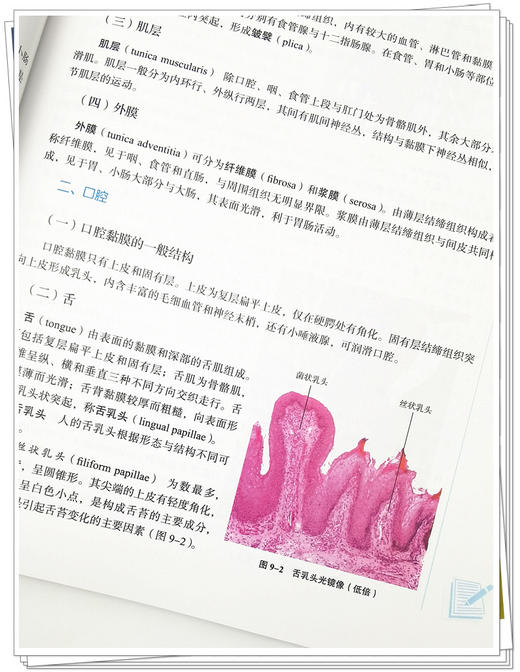 组织学与胚胎学  全国中医药行业高等教育“十四五”规划教材 供中医学针灸推拿学护理学等专业用 周忠光 汪涛 9787513268752 商品图4