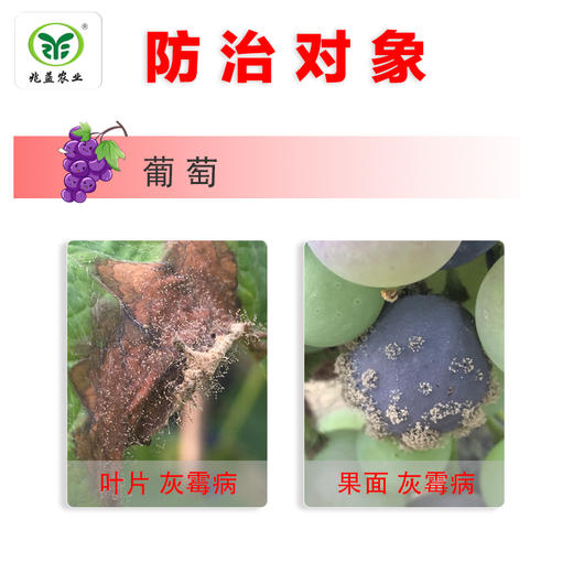 扑海因-异菌脲50%有效预防葡萄灰霉病的发生 商品图1