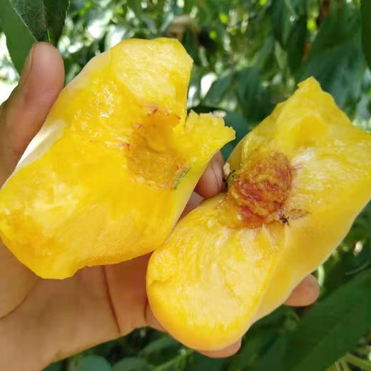 【陕西】黄蟠桃10斤（自然熟，现摘现发） 商品图2