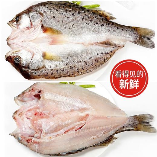 烤鱼/大满通海鲈鱼900克左右/条 商品图3