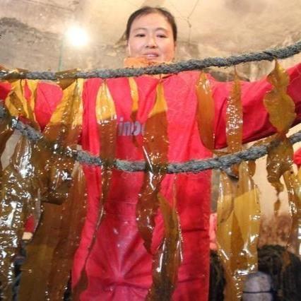 海带 | 肉质肥厚 | 公平贸易 * kelp 商品图5
