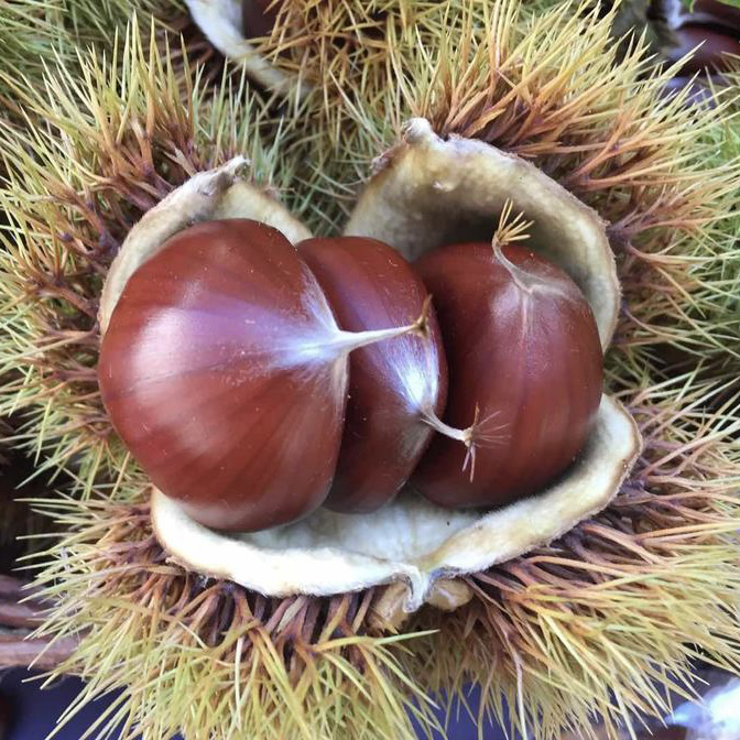 山东新鲜圆板栗 净重3斤5斤 全国包邮