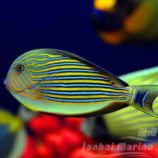 马代纹吊 商品图4