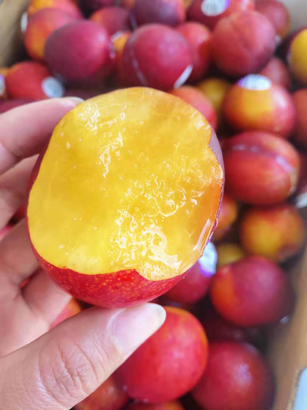 美国鸡心李大果红艳艳的表皮皮薄多汁甜度高果肉细腻营养价值丰富让人