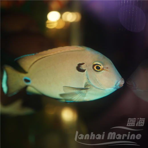 耳斑吊 商品图2