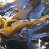 海带 | 肉质肥厚 | 公平贸易 * kelp 商品缩略图6