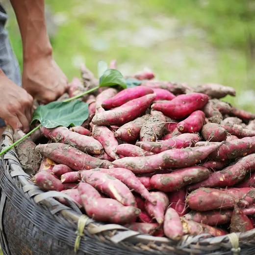 【优选一年一季.】生态种植 临安天目山小香薯 “掰开见金黄，轻抿似奶油” 粉糯香甜 生态种植【基地直邮】 商品图1