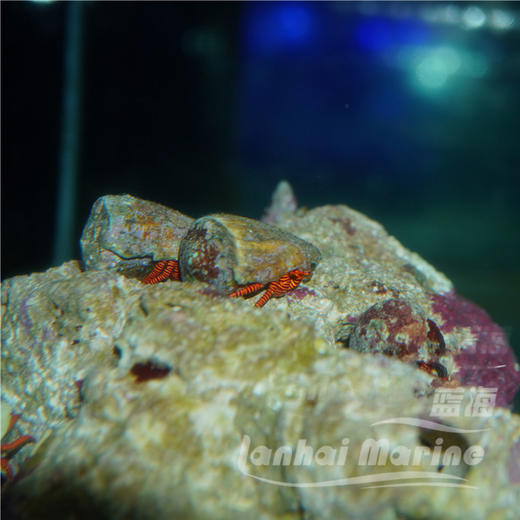 红斑节寄居蟹 商品图2